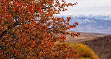 Alev rengi yapraklar, uzak, kar tozlu dağları çerçeveler, sonbaharın öptüğü tepelerin arkasında uzun duruyor, sakin bir manzarada çarpıcı bir kontrastı işaret ediyor.