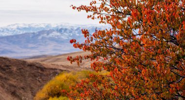 Alev rengi yapraklar, uzak, kar tozlu dağları çerçeveler, sonbaharın öptüğü tepelerin arkasında uzun duruyor, sakin bir manzarada çarpıcı bir kontrastı işaret ediyor.