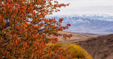Alev rengi yapraklar, uzak, kar tozlu dağları çerçeveler, sonbaharın öptüğü tepelerin arkasında uzun duruyor, sakin bir manzarada çarpıcı bir kontrastı işaret ediyor.
