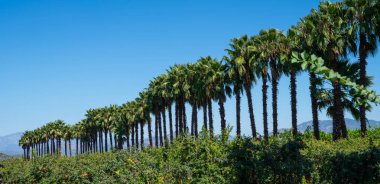 Açık mavi gökyüzüne karşı dimdik duran palmiye ağaçları, olgun, güneşten öpülmüş meyvelerle dolu, nar ağaçlarından oluşan yemyeşil bir meyve bahçesine bakıyor..