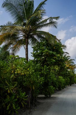 Hindistan Okyanusu 'ndaki bir Maldivler adasında, bulutlu gökyüzü altında yemyeşil yemyeşil, yoğun bitki örtüsü ve hindistan cevizi palmiyeleriyle kaplı tropik kumlu bir yol..