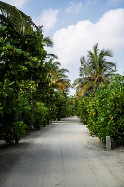 Hindistan Okyanusu 'ndaki bir Maldivler adasında, bulutlu gökyüzü altında yemyeşil yemyeşil, yoğun bitki örtüsü ve hindistan cevizi palmiyeleriyle kaplı tropik kumlu bir yol..
