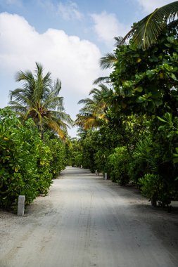 Hindistan Okyanusu 'ndaki bir Maldivler adasında, bulutlu gökyüzü altında yemyeşil yemyeşil, yoğun bitki örtüsü ve hindistan cevizi palmiyeleriyle kaplı tropik kumlu bir yol..
