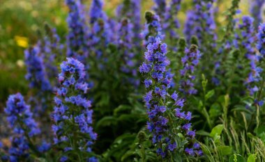 Canlı mavi Echium çiçek açar yumuşak, yayılmış ışığın altında yaban çiçeği çayırının ortasında ilkbaharı müjdeler..