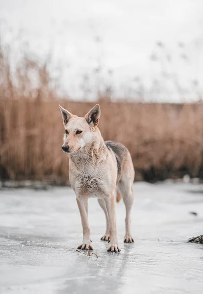 a street dog standing on ice during winter