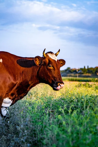 Una Vaca Campo Ucrania — Foto de Stock