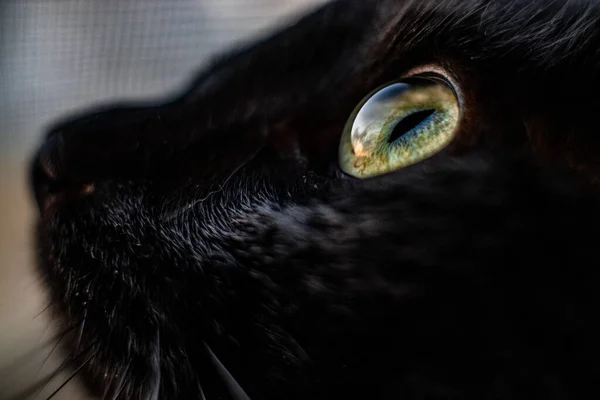 Közeli Kép Egy Fekete Macskáról — Stock Fotó