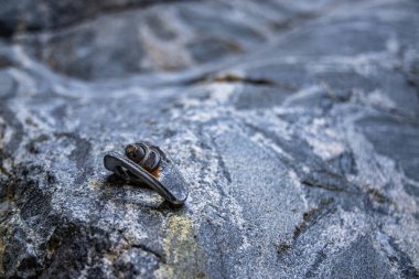 Kayalık bir çıkıntıya bağlı bir cıvata askısı, doğal bir manzaradaki tırmanma rotasının bir parçası.