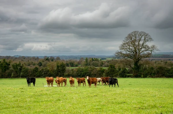 Vista Campo Con Hierba Verde Grupo Vacas Irlanda — Foto de Stock