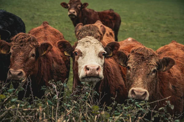Вид Поле Зеленой Травой Группой Коров Ирландия — стоковое фото