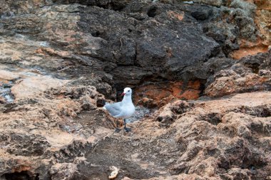 Deniz kenarındaki kayalarda oturan martı, ibiza, balkulak adaları, İspanya, Akdeniz, Avrupa