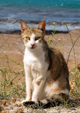 İyi bakımlı, beyaz ve kırmızı kedi bir çakıl taşı plajında bir kayanın üzerinde denizin arka planına karşı oturur. Deniz kıyısı tatili