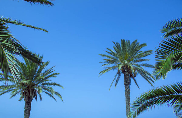 Вид на красивый тропический фон с кокосовыми пальмами
.