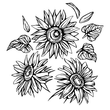 Ayçiçeği eli çizimi. Ayçiçeği taslağı. Ayçiçeği karalaması. ayçiçeği çizgisi.