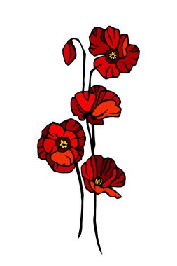 Papaver rhoeas veya yaygın haşhaş, mısır haşhaşı, mısır gülü, tarla gelinciği, Flanders gelinciği veya kırmızı haşhaş 