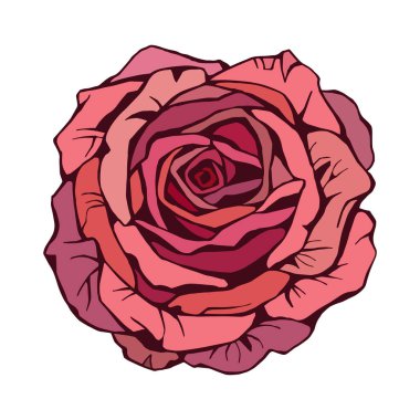 Sapı ve yaprakları olan güzel pembe bir gül çiçeği. El çizimi vektör çizimi beyaz arkaplanda izole edildi. Modern düz çizgi film tarzı.