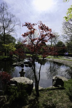 London - 04 11 2022: Tree with red leaves in backlight in Kyoto garden in Holland park