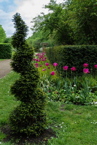 Londra 2022 Regent Park Taki Lalelerle Siluetli Bitkiyi Kapatın — Stok fotoğraf