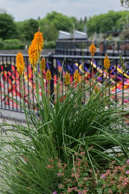 London - 06 03 2022: Kniphofia uvaria in the Coal Drops Yard shopping center in the King's Cross complex on the Regent's Canal. clipart
