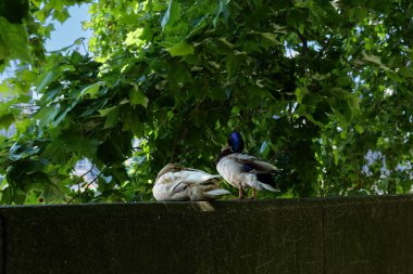 London - 06 14 2022: Ducks on the retaining wall of Pimlico Gardens clipart