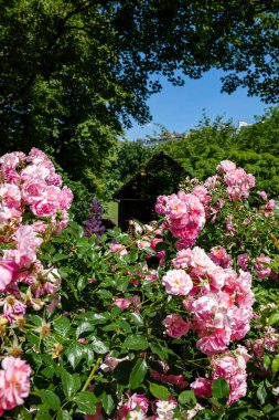 Londra - 06: 15 2022: Sloane Caddesi 'ndeki Pembe Gül Fabrikası