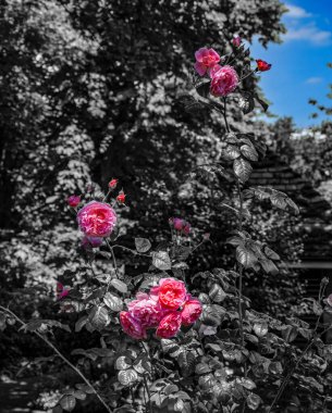 London - 06 15 2022: Pink rose plant in Sloane St with black and white background clipart