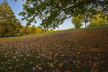 Londra - 10: 15 2022: Roundwood Park 'ta sonbahar yaprakları halısı