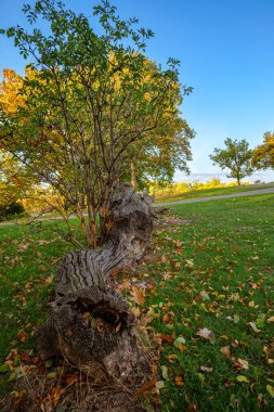 Londra - 10: 15 2022: Roundwood Park 'ta devrilmiş ağaç gövdesi