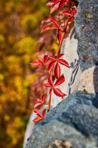 Image of Red vine plant detail growing on stone wall from side with soft colorful plants behind