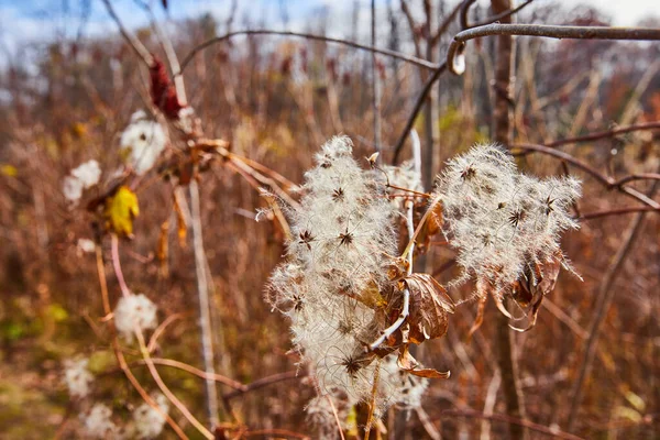 Image of Late fall fields with opening milkweed cotton seed pods
