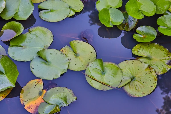 Image of Detail of small lily pads on water