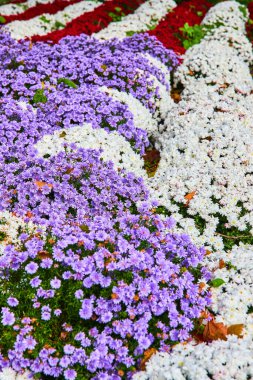 Mor, beyaz ve kırmızı desenli Amerikan bayrağı resmi