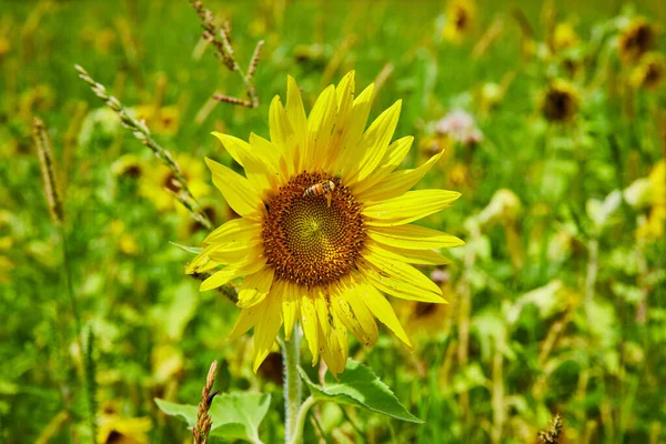Image of Detail of single sunflower with honeybee surrounded by field of sunflowers