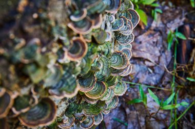 Küçük yeşil mantar ve mantar kütüğündeki detayların resmi