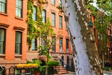 New York 'ta Greenwich Village caddesine bakan ağaç görüntüsü. Tuğla apartmanda sarmaşıklar var.