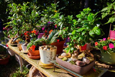 Saksıda kırsal zen bahçesi bitkileriyle kaplı bir masa resmi