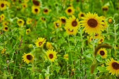 Sonsuz ayçiçeği çiçekleri ve parlak sarı çiçekli yaz tarlası görüntüsü