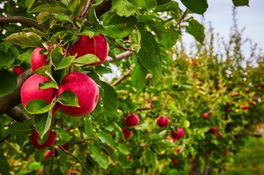 Image of Long row of apple orchard trees with focus on group of fresh red apples on branch clipart
