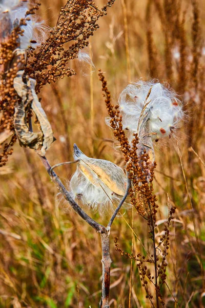Image of Fall fields with clusters of milkweed cotton seed pods opening