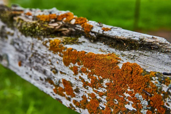 Image of Detail of old wood fence post decaying and covered in orange moss