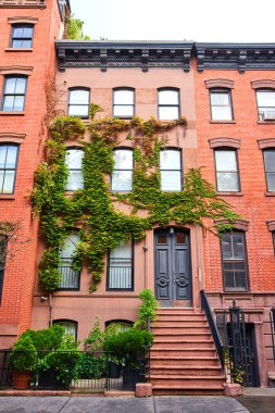 Ivy 'nin görüntüsü Greenwich Village New York' taki muhteşem apartman duvarlarını kaplıyor.