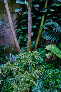 Yer bitkilerinin ve ağaçların Yağmur Ormanları detayları