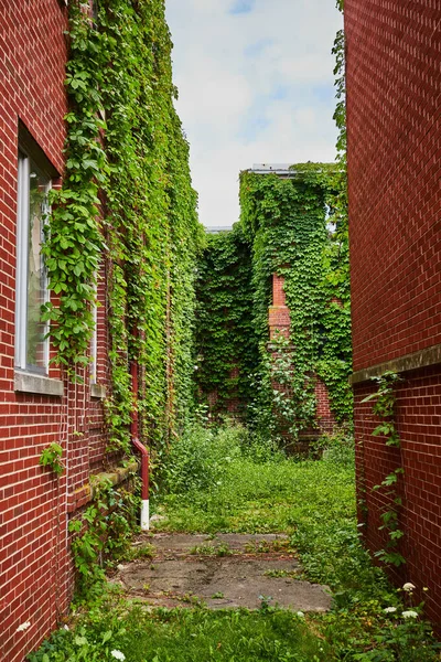 Image of Back alley of brick and covered in green vines