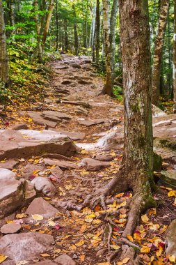 Kaya parçalarıyla sonbahar orman patikası görüntüsü ve güzel ve korunmasız kökleri olan ağaca odaklan.