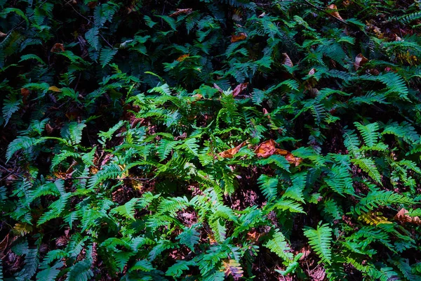 Image of Wall of green ferns straight on with spotlight and fall leaves