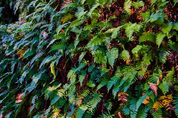 Image of Detail of crisp fern plants covering forest wall with fall colors under