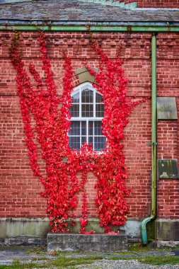 Tuğla duvar ve pencerenin etrafını saran çarpıcı kırmızı sarmaşıklar.