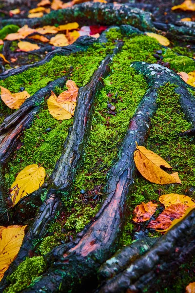 Image of Detail of exposed tree roots surrounded by moss and yellow fall leaves