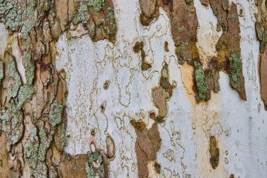 Ağaç kabuğunun beyaz gövdeli ayrıntılı görüntüsü