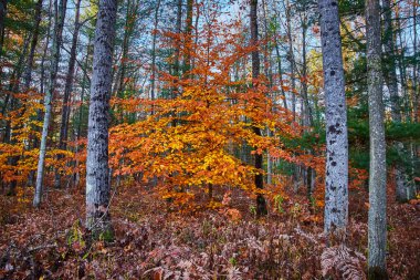 Yalnız Portakal Ağacı 'nın ormanın ortasında düşüşü.